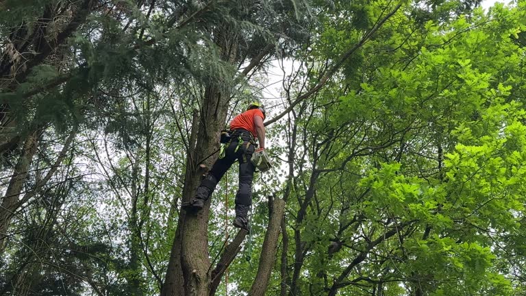 Best Tree Removal Services  in Meadow Oaks, FL